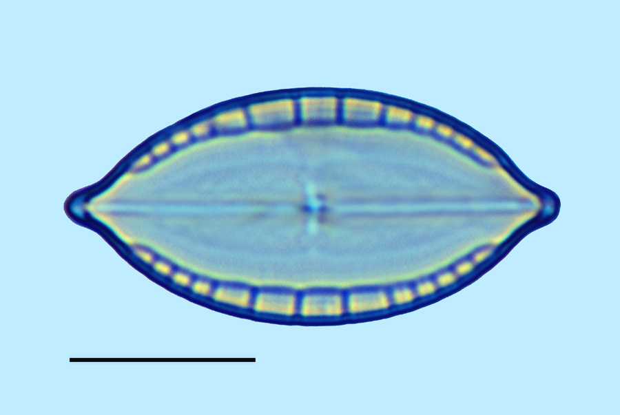 Mastogloia foliolum