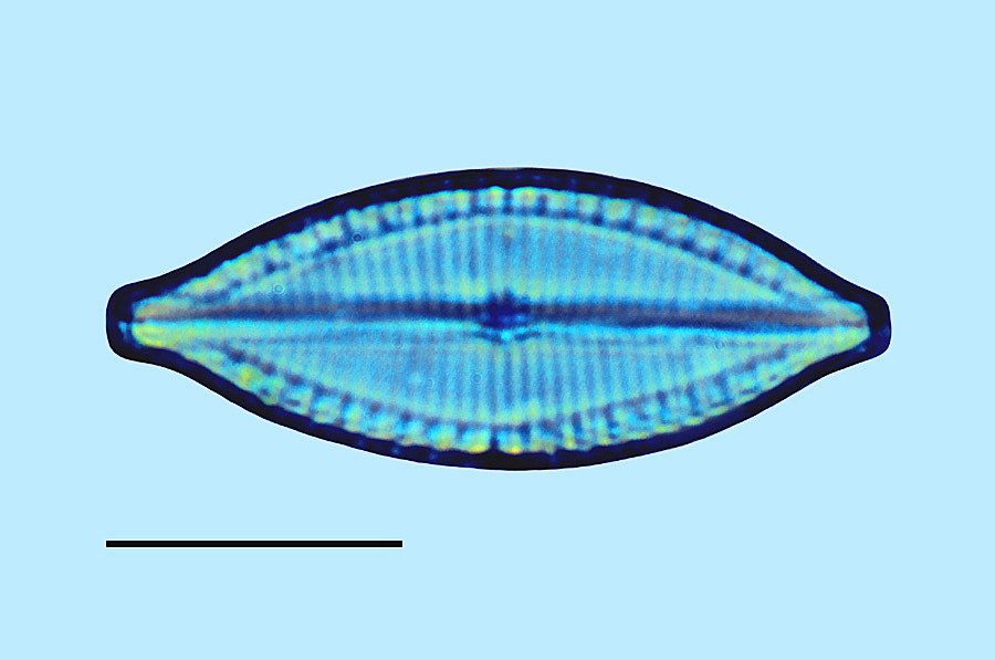 Mastogloia gracilis