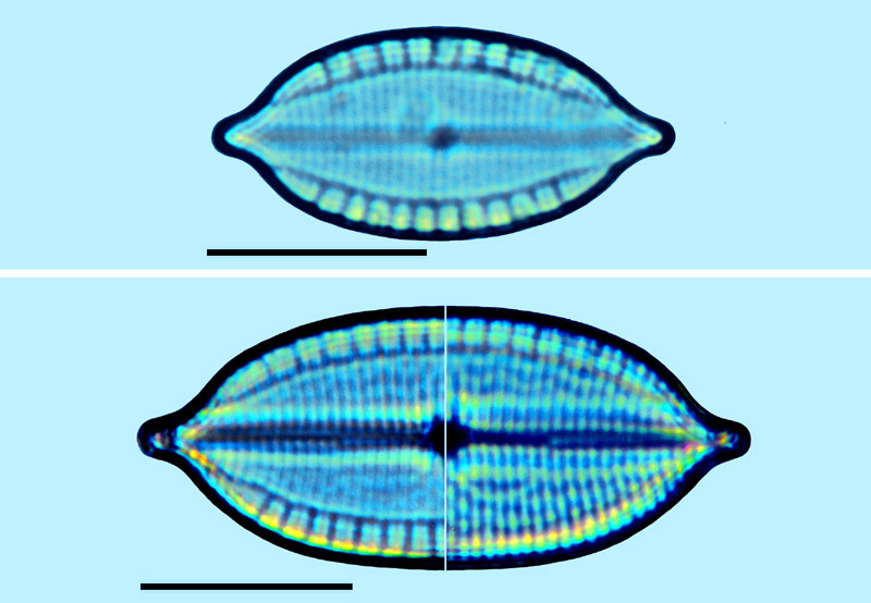 Mastogloia graciloides