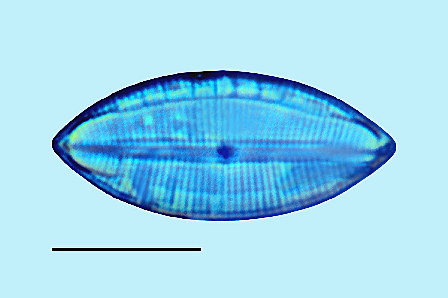 Mastogloia labuensis