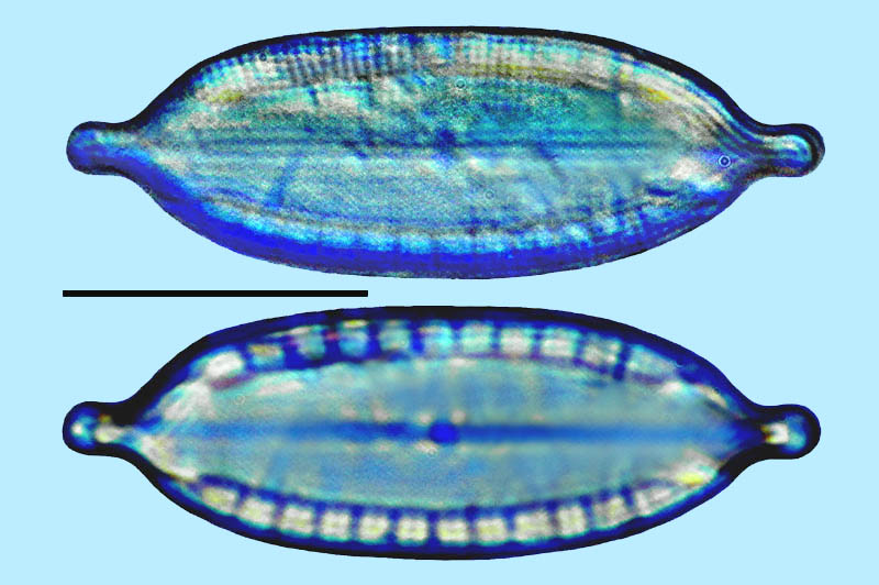 Mastogloia laterostrata