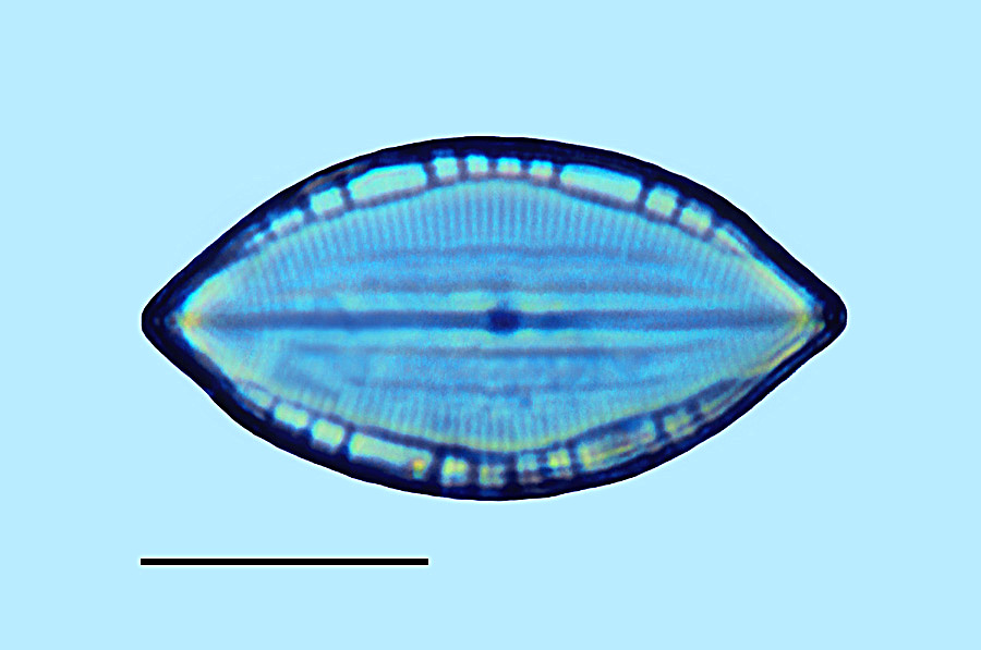 Mastoogloia mauritiana