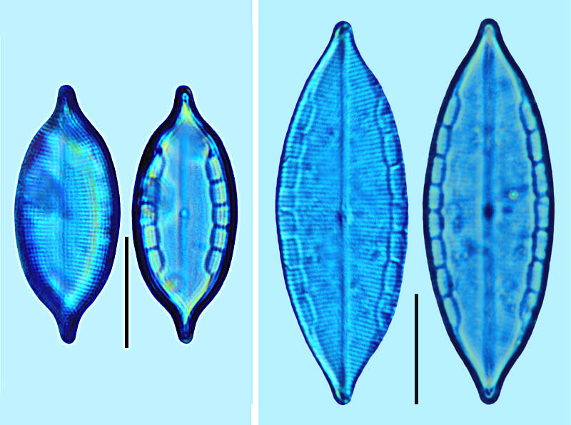 Mastogloia pisciculus