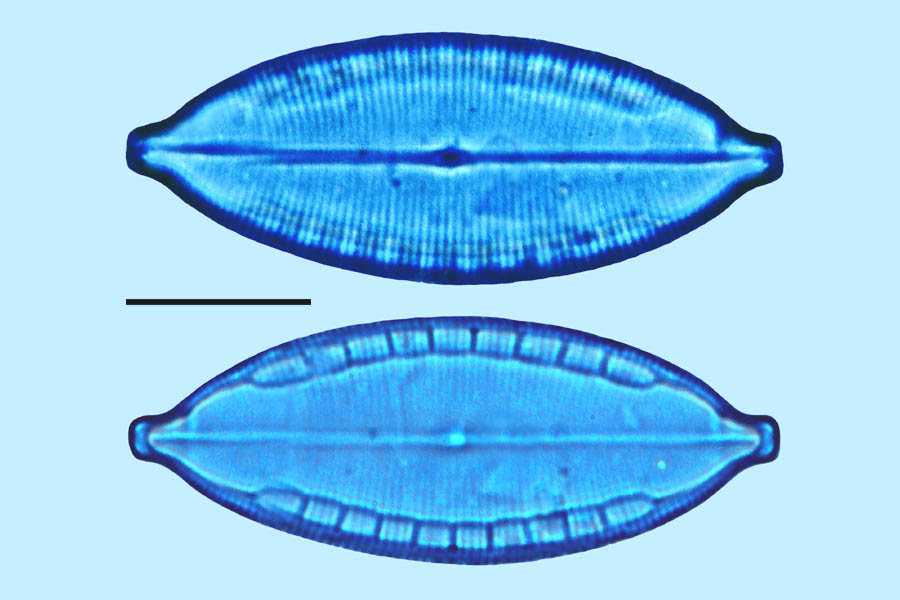 Mastogloia pisciculus