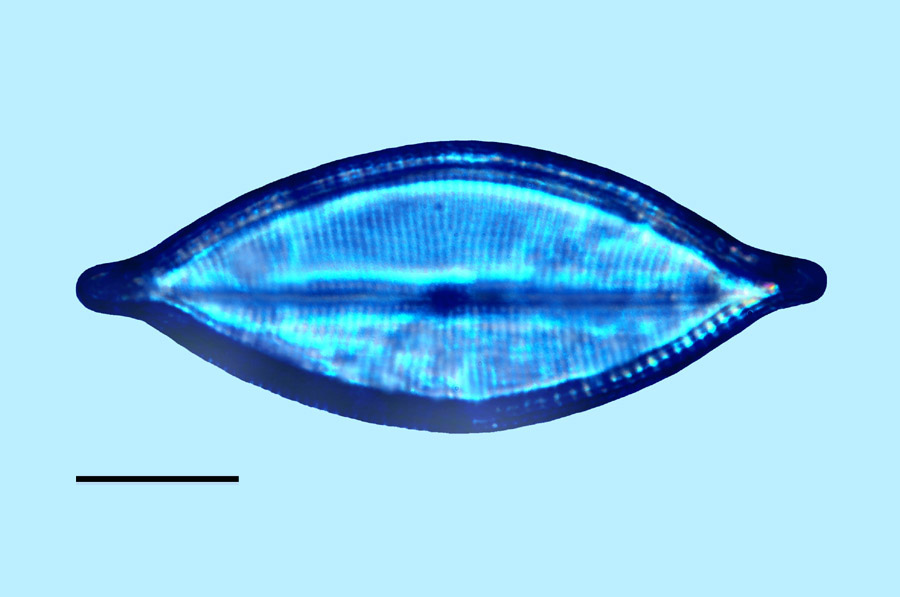 Mastogloia pulchella