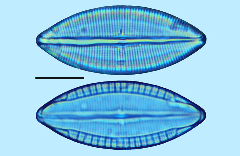 Mastogloia robusta