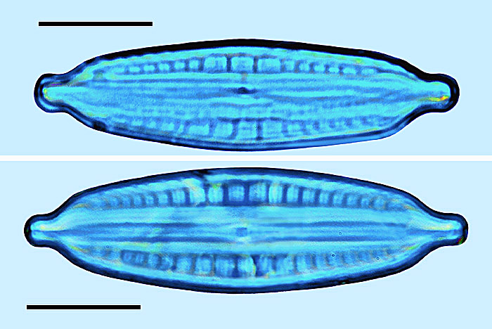 Mastogloia similis