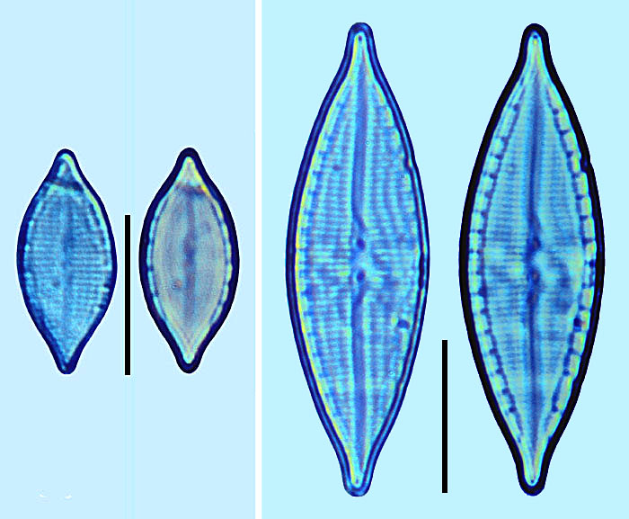 Mastogloia subaffirmata