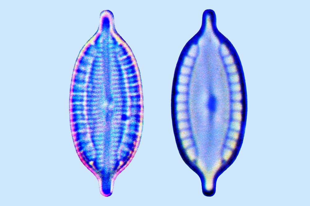 Mastogloia corsicana