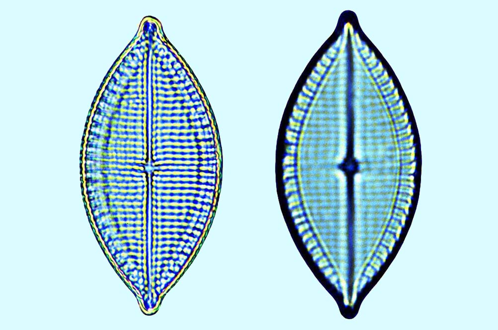 Mastogloia funafutensis