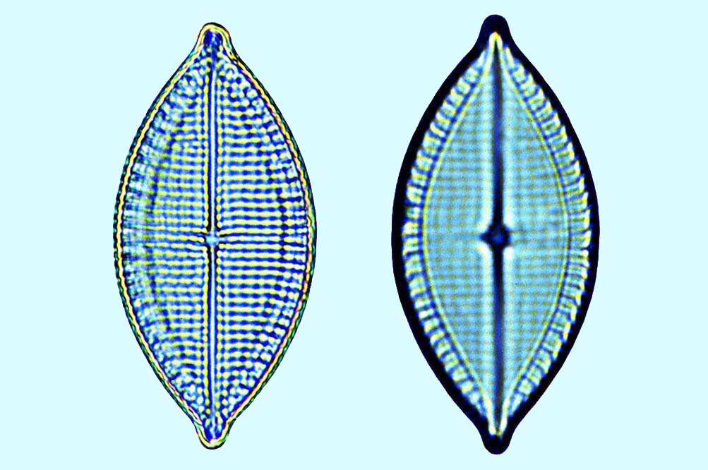 Mastogloia funafutensis