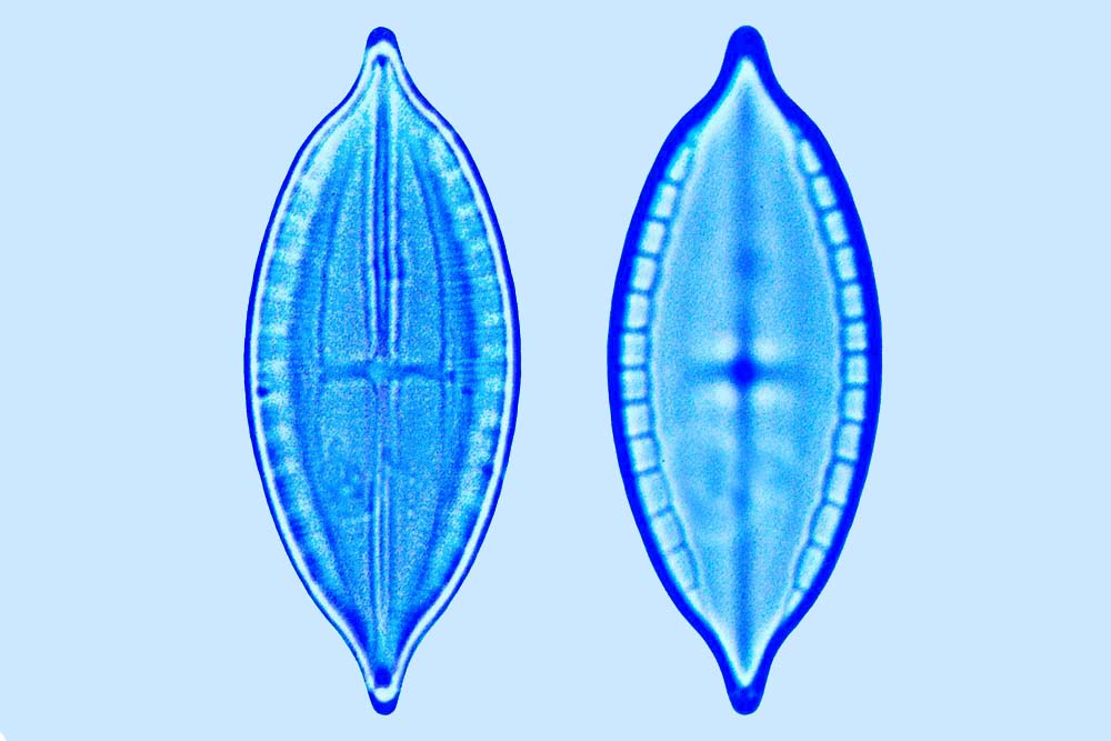 Mastogloia macdonaldii