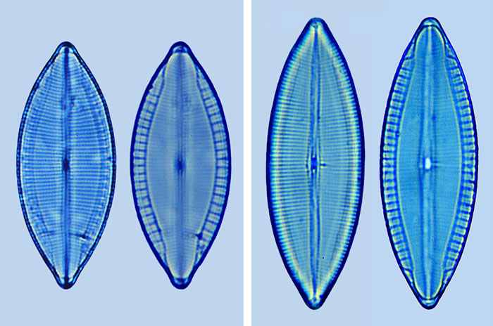 Mastogloia sp A