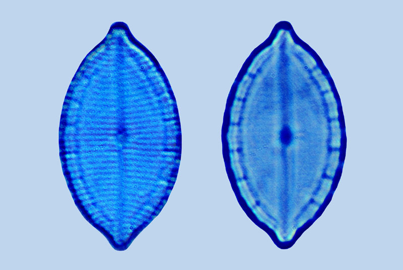 Mastogloia sp N