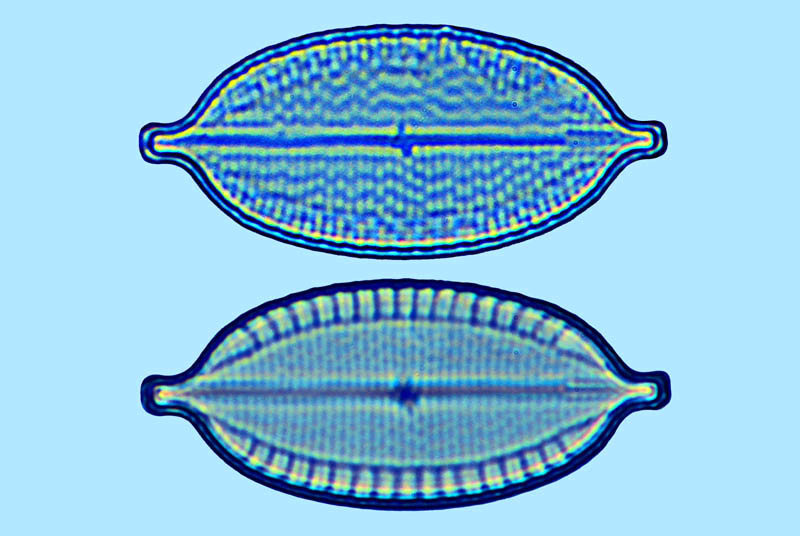 mastoglia graciloides