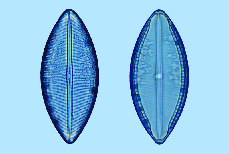 Mastogloia robusta