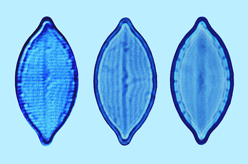 Mastogloia subaffirmata