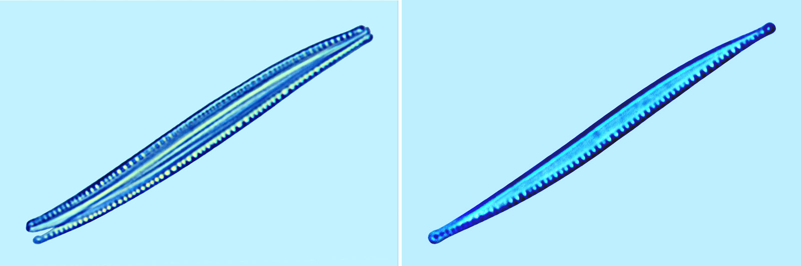 Nitzschia sigma