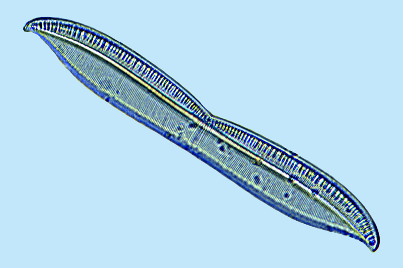 Nitzschia bilobata