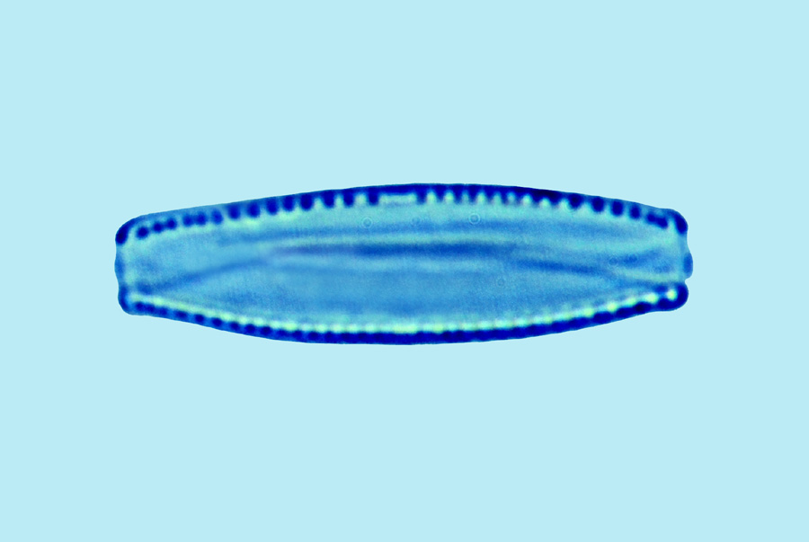 Mediolittoral Nitzschia paleacea