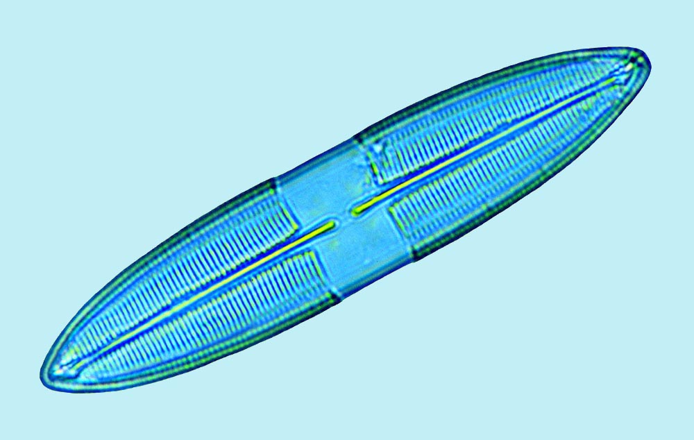 Caloneis aemula