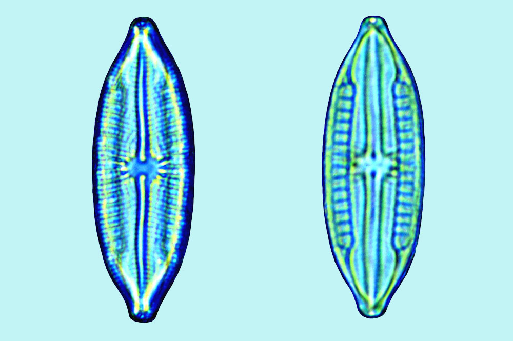 Mastogloia elliptica