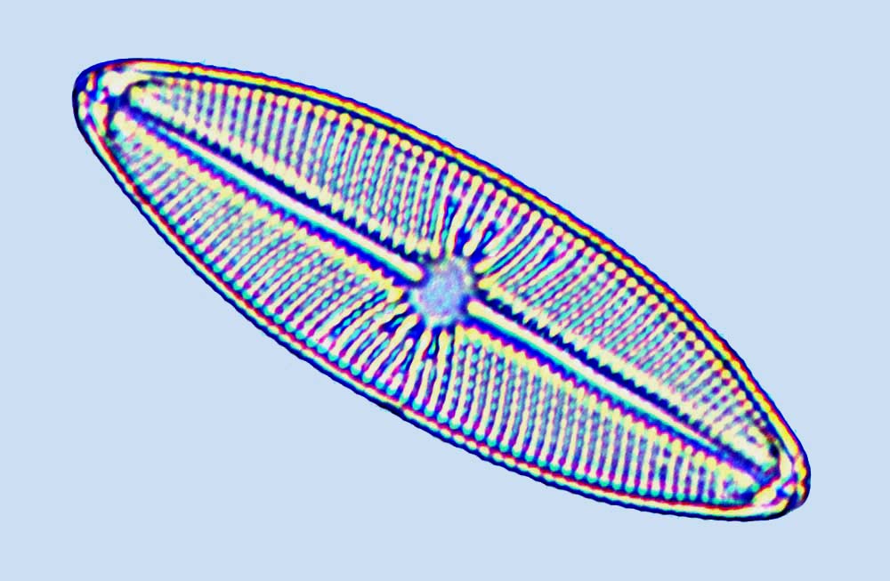 Mastogloia elliptica