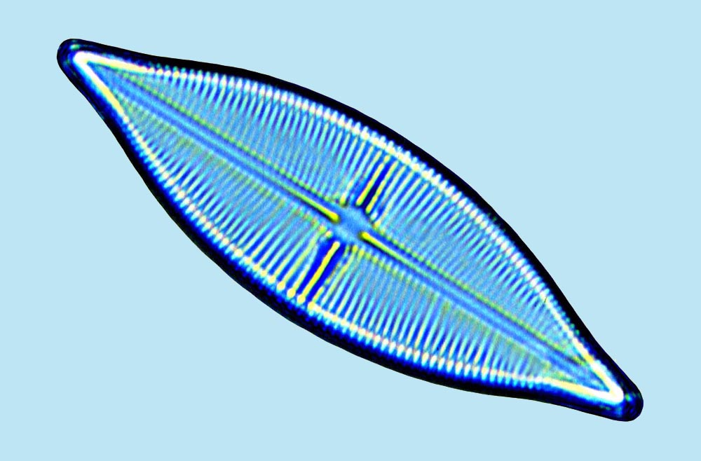 Navicula crucicula