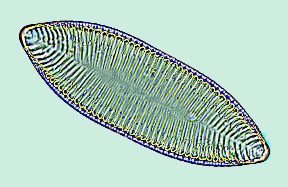 Surirella smithiia