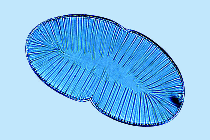 Plagiodiscus martensianus