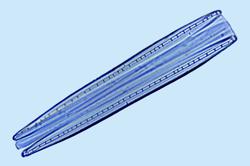 Nitzschia distans