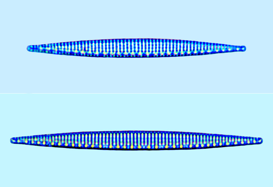 Nitzschia hadriatica