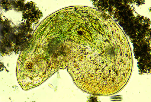 Mediolittoral Frontonia