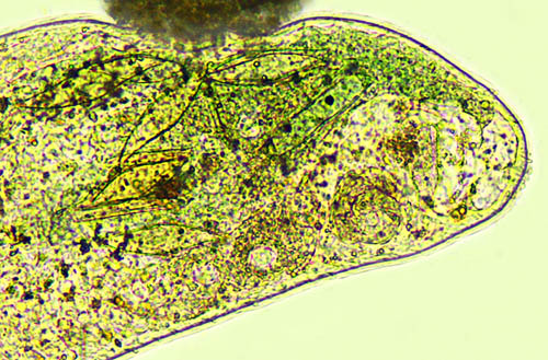 Mediolittoral Frontonia
