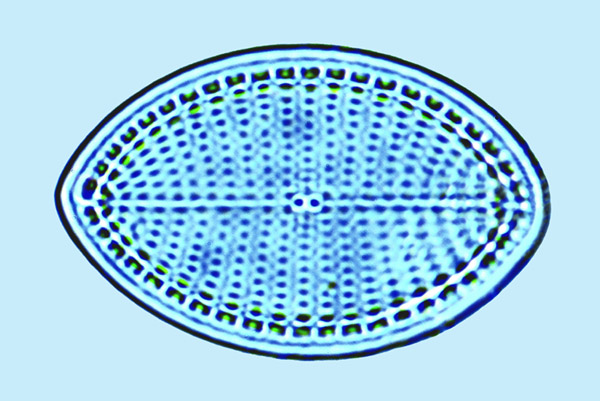 Cocconeis scutellum