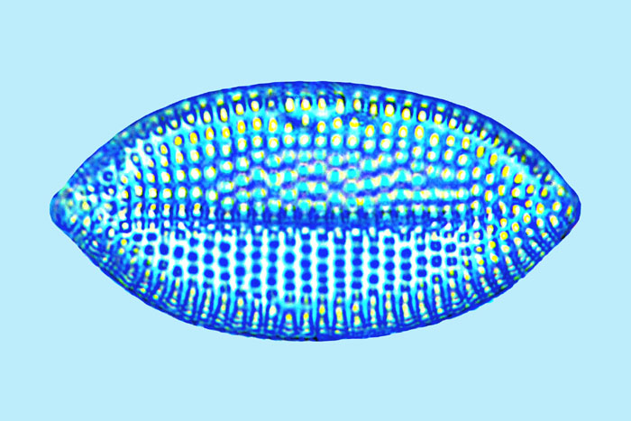 Nitzschia compressa