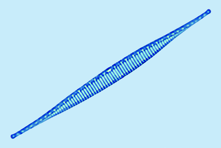 Saumatdeux Nitzschia lorenziana