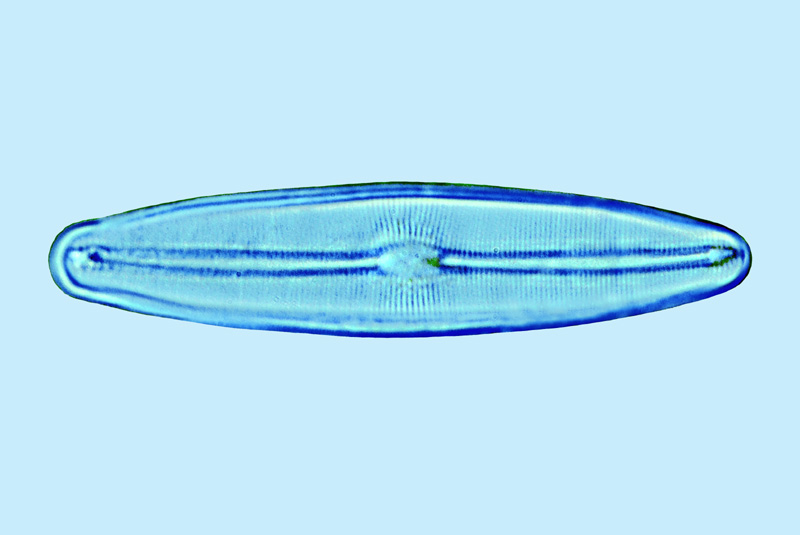 Frustulia vulgaris