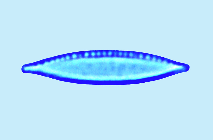 Mediolittoral Nitzschia palea