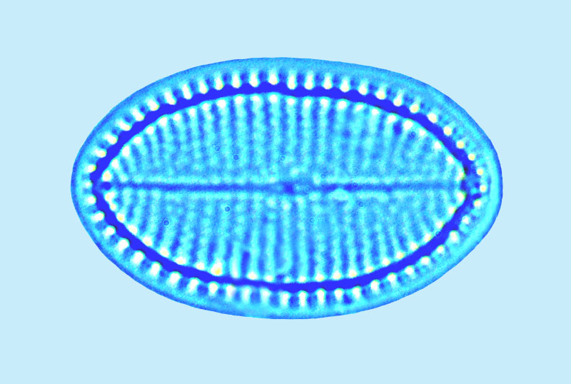 Mediolittoral Cocconeis britannica