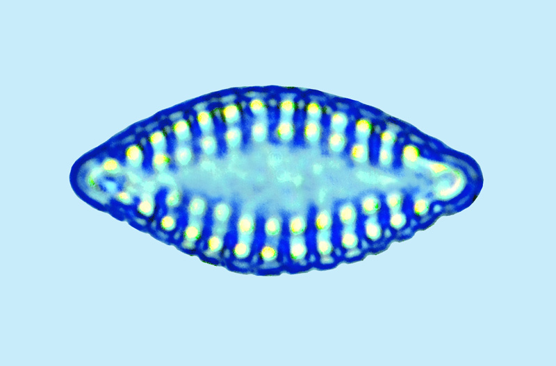 Mediolittoral Dimeregramma minor