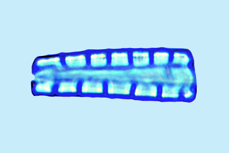 Mediolittoral Eunotogramma marinum