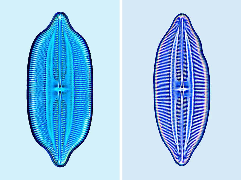 Lyrella approximata