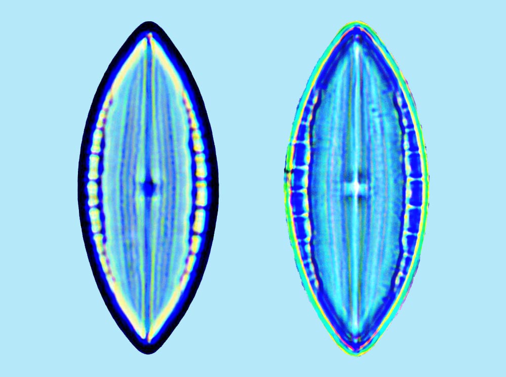 Mastomagal Mastogloia grunowii