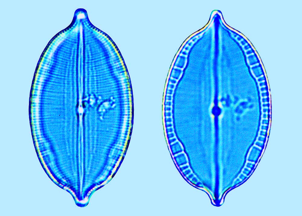 Mastomagal Mastogloia peragalli
