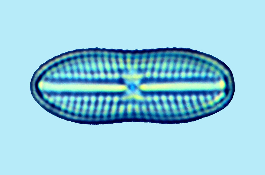 Diploneis aestuari