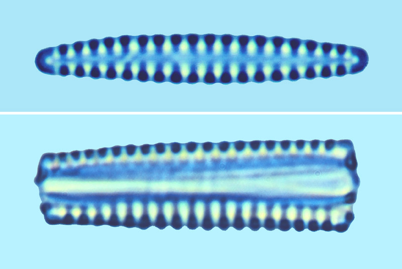 Mediolittoral Fragilaria investienss