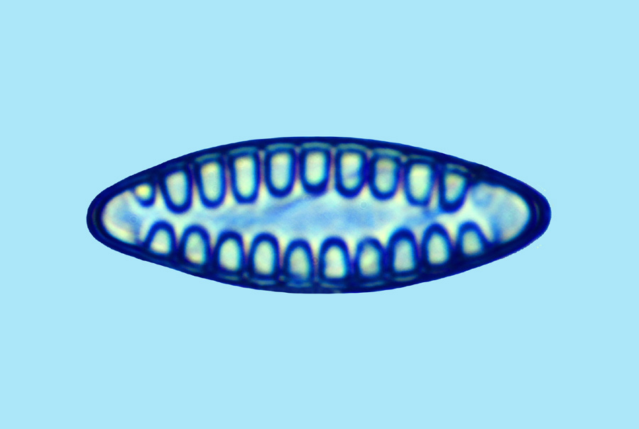 Mediolittoral Glyphodesmis distans