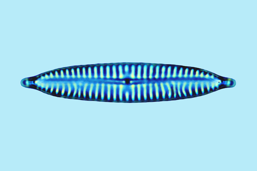 Navicula bipustulata