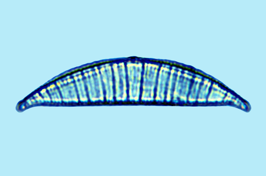 Saumatdeux